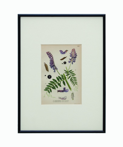 BOTANICAL GRASS_11